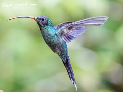Hummingbirds of Costa Rica